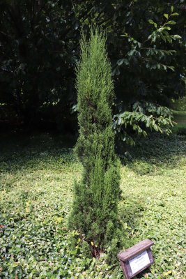 Cupressus sempervirens 'Totem' - cypřiš vždyzelený - celek